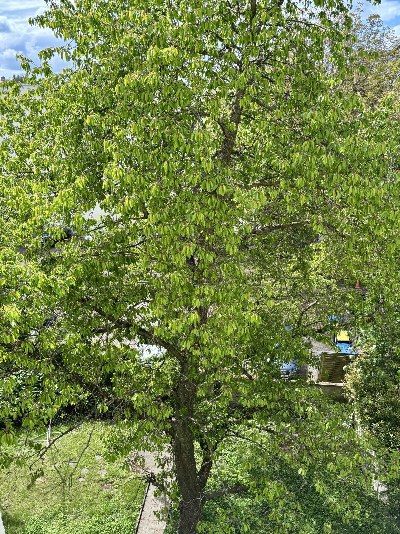 Innenhof Baum Innenhof Baum
