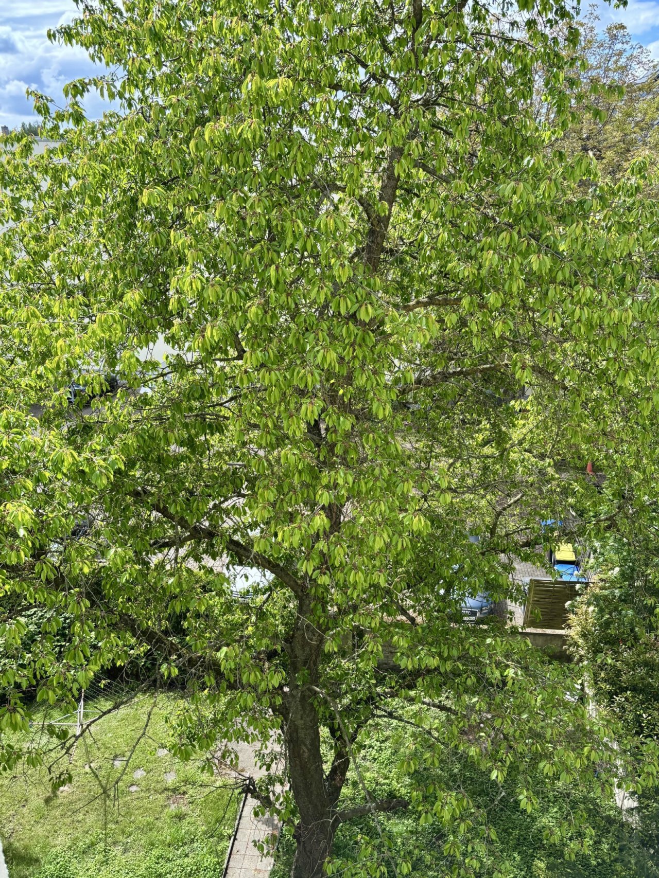 Innenhof Baum Innenhof Baum